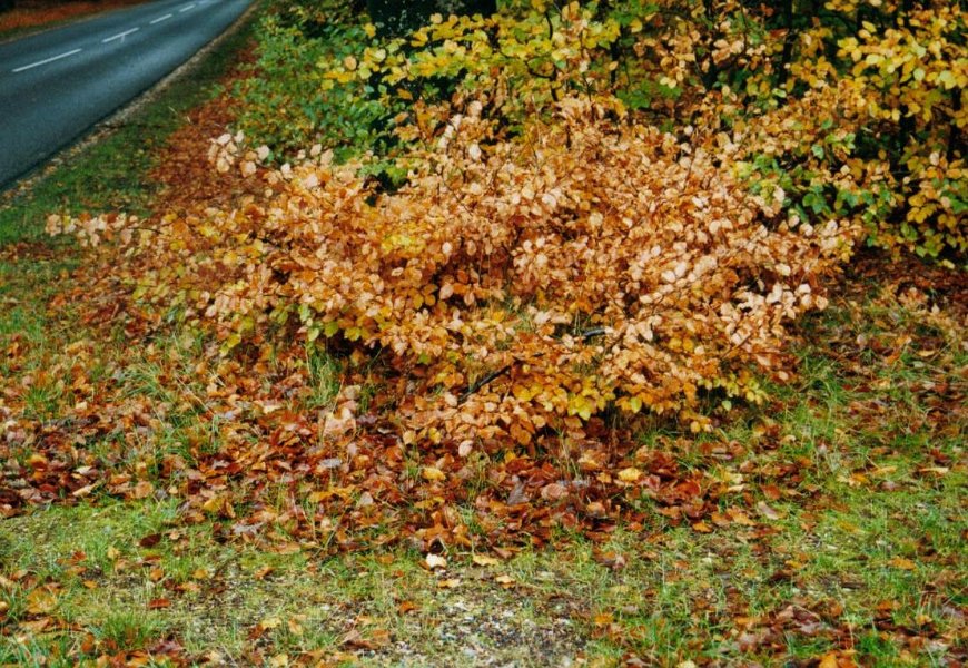 2001.11 DK 02.24 boom met herfstkleuren